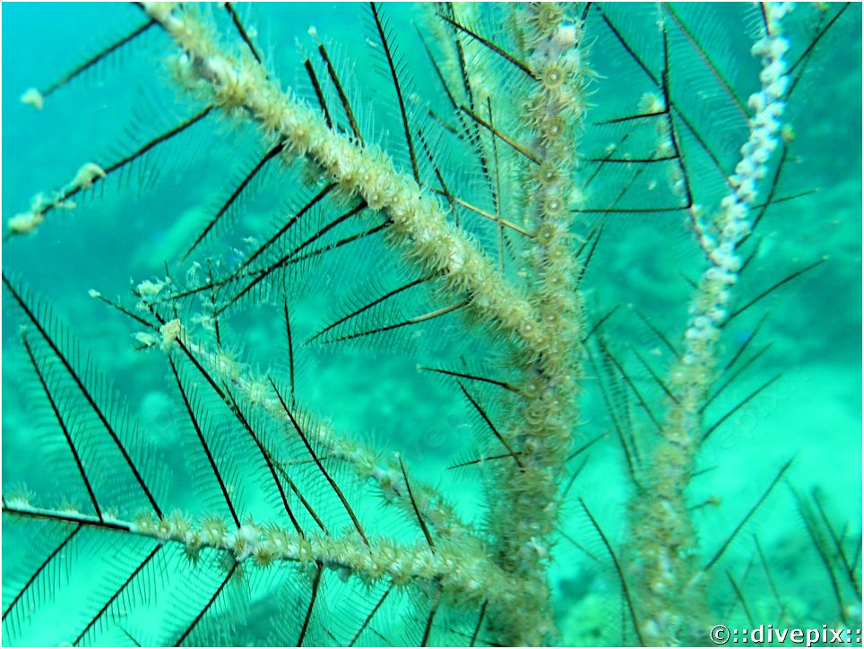 divepix Hydroid Zoanthid